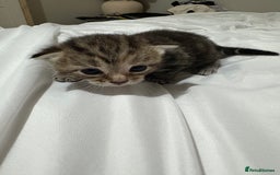 Bengal cats for sale: Beautiful bengal & 1 ginger  - Image 4