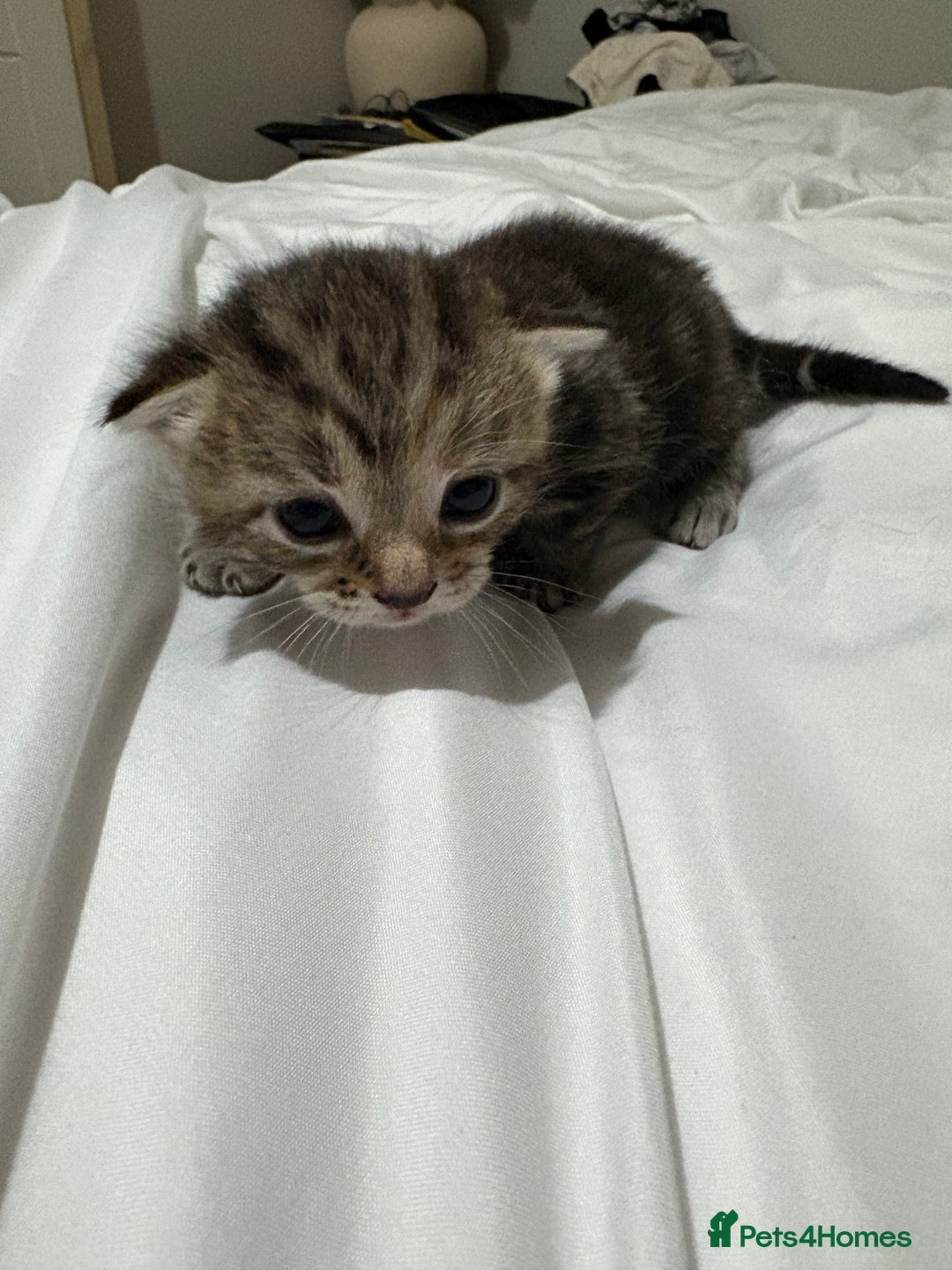 Bengal cats for sale: Beautiful bengal & 1 ginger  - Image 4