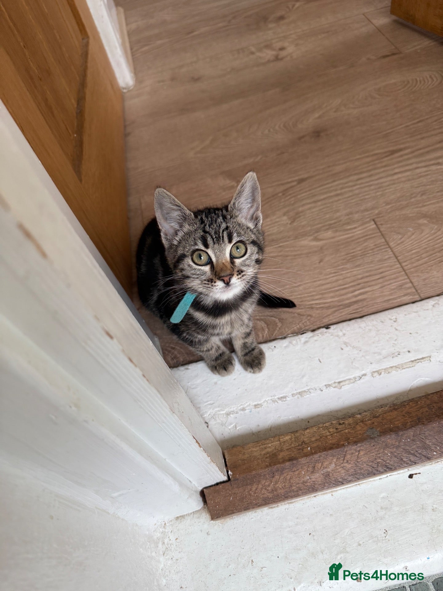 Mixed Breed cats for sale: 🐾 Last kitten Left Bengal × British Longhair 🐾 - Advert 1
