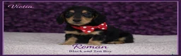 Miniature Dachshund dogs for sale: Ready now KC Miniature Dachshund Puppies - Advert 13