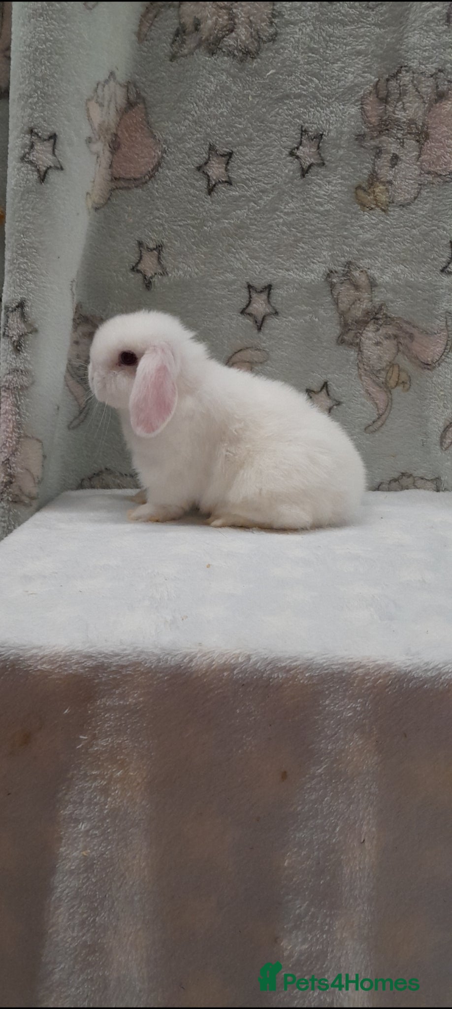 Mini Lop rabbits Superfriendly purebred mini lops - Advert 1