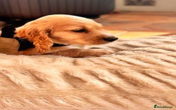 Cocker Spaniel dogs for sale: Cocker spaniel KC Registered,working type - Image 9