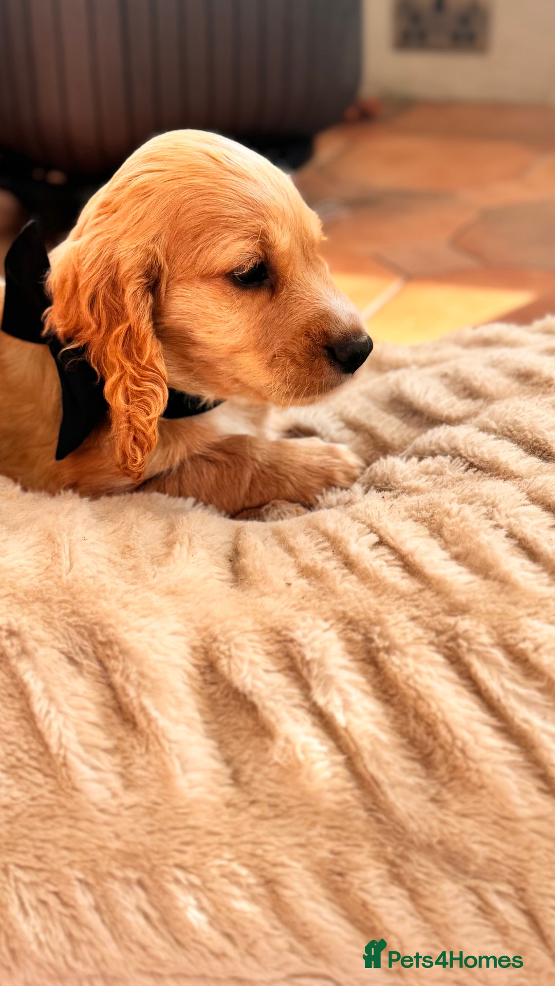 Cocker Spaniel dogs for sale: Cocker spaniel KC Registered,working type - Image 9