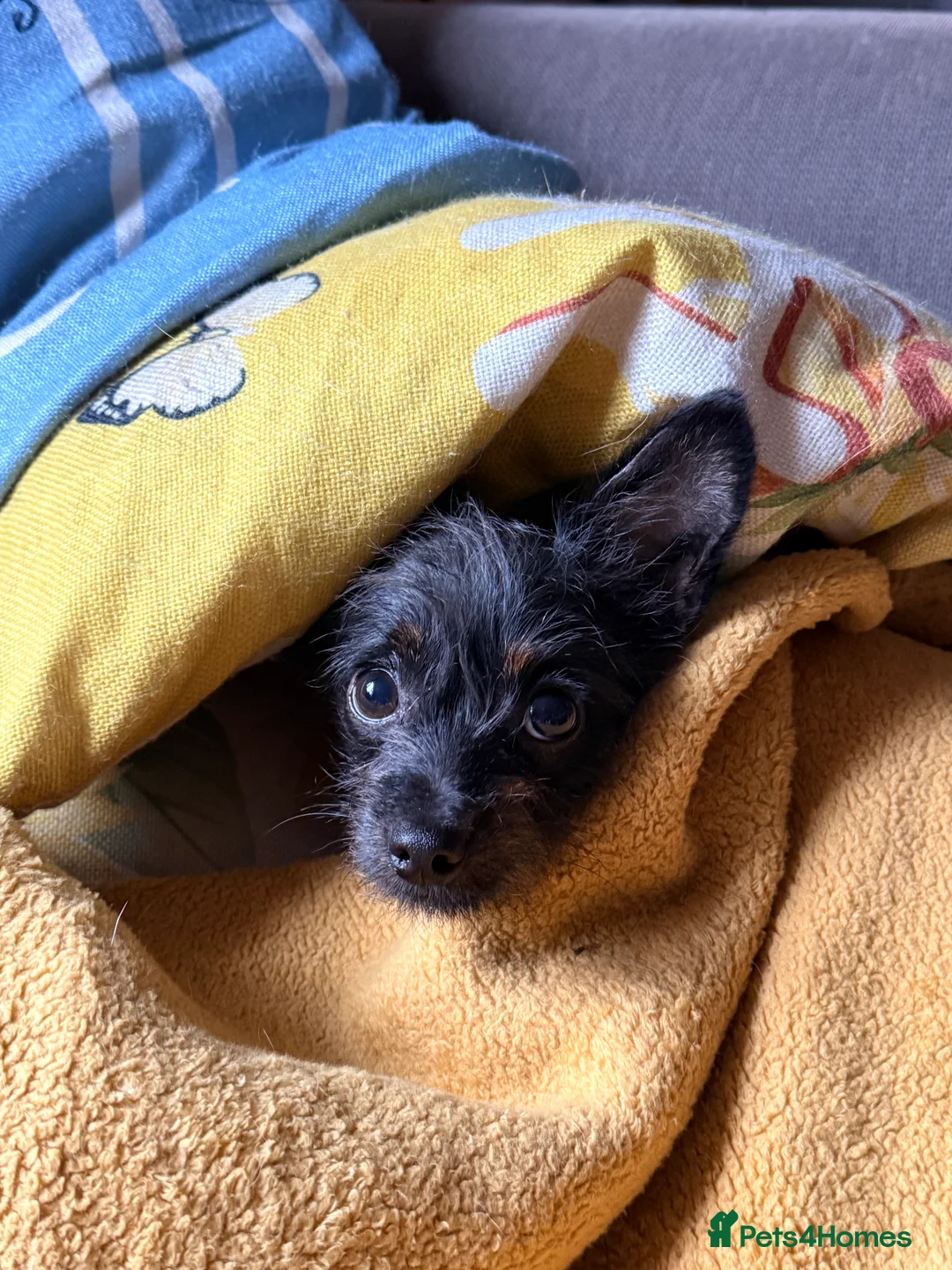 Chipoo dogs for sale: Chipoo for sale (female) - Advert 2