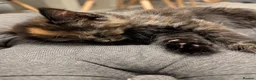 Mixed Breed cats for sale: Beautiful Cross Bengal Kittens  in Chessington - Advert 6