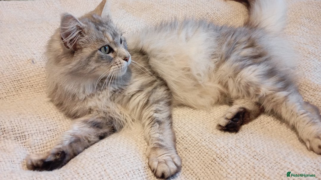 Maine Coon cats for sale: Beautiful TICA Registered Maine Coon Female  - Advert 1