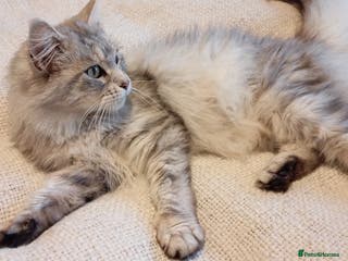 Maine Coon cats Beautiful TICA Registered Maine Coon Female - Advert 15