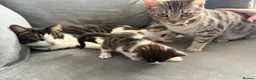 Maine Coon cats for sale: Lovely Maine coon cross bengal   - Advert 10