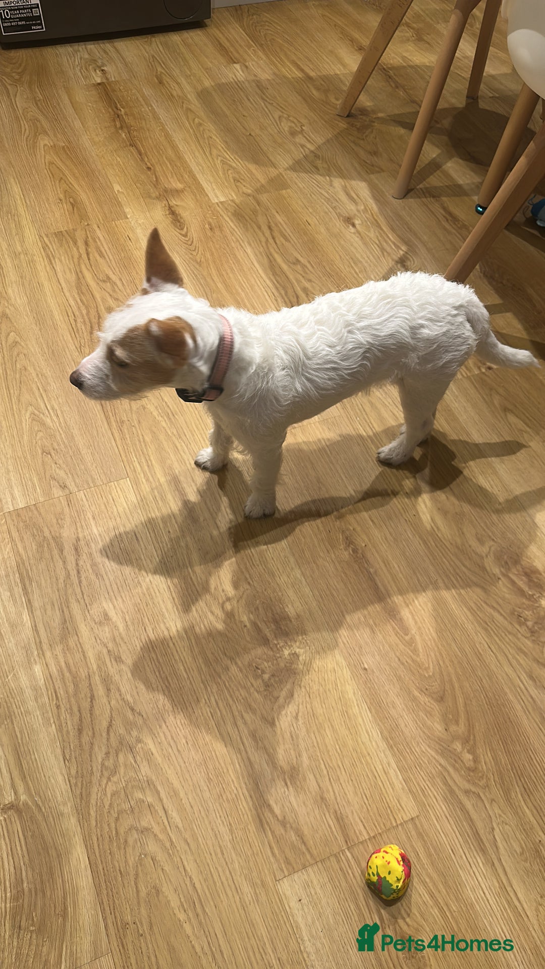 Jack Russell dogs for sale: Jack Russell  - Advert 4