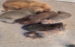 Mixed Breed dogs for sale: Cane corso  ** tiff - Image 2