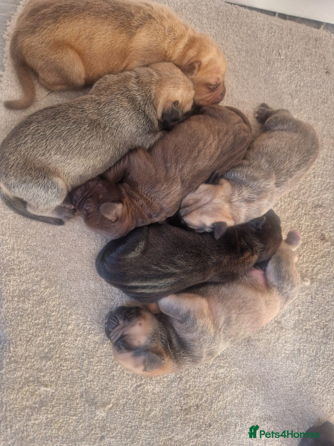 Mixed Breed dogs for sale: Cane corso  ** tiff - Image 2