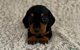 Dachshund dogs for sale: Sausage dachshund puppies  - Image 16
