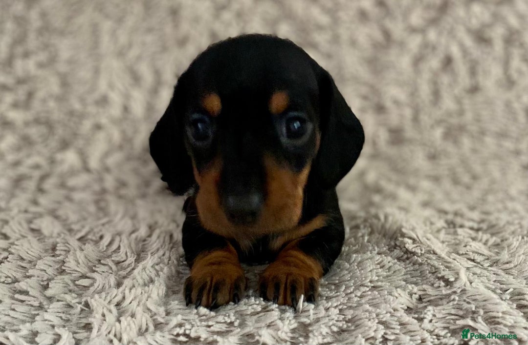 Dachshund dogs for sale: Sausage dachshund puppies  - Image 16