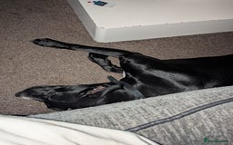 Mixed Breed dogs for sale: Luna looking for a forever home  - Image 4