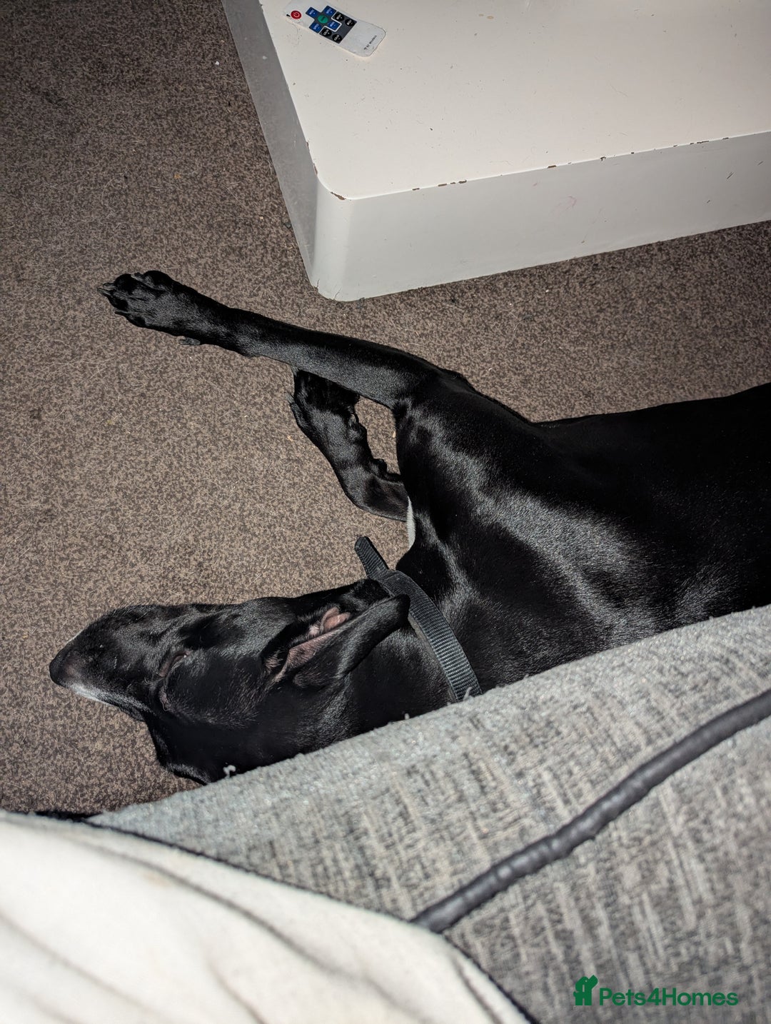 Mixed Breed dogs for sale: Luna looking for a forever home  - Image 4
