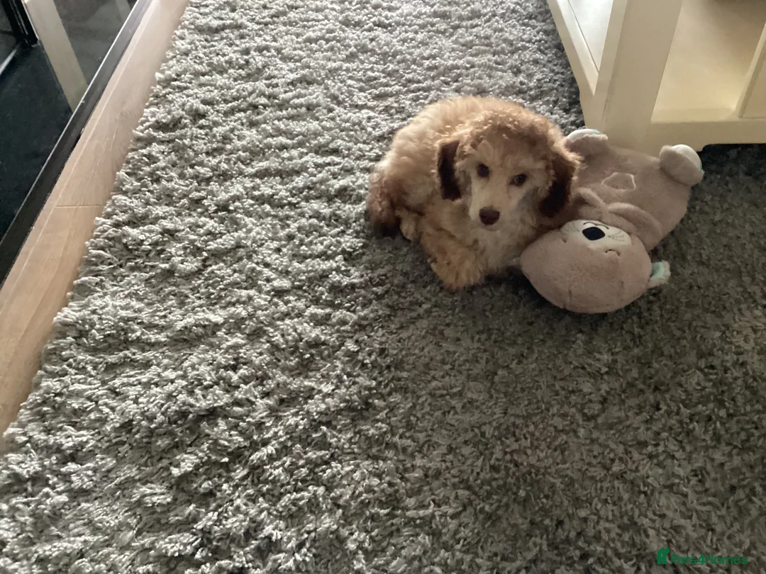 Toy Poodle dogs for sale: Toy Poodle  - Advert 5