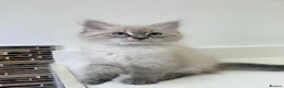 Siberian cats for sale: 🐾 Beautiful Neva Masquerade Boy  🐾 - Advert 6