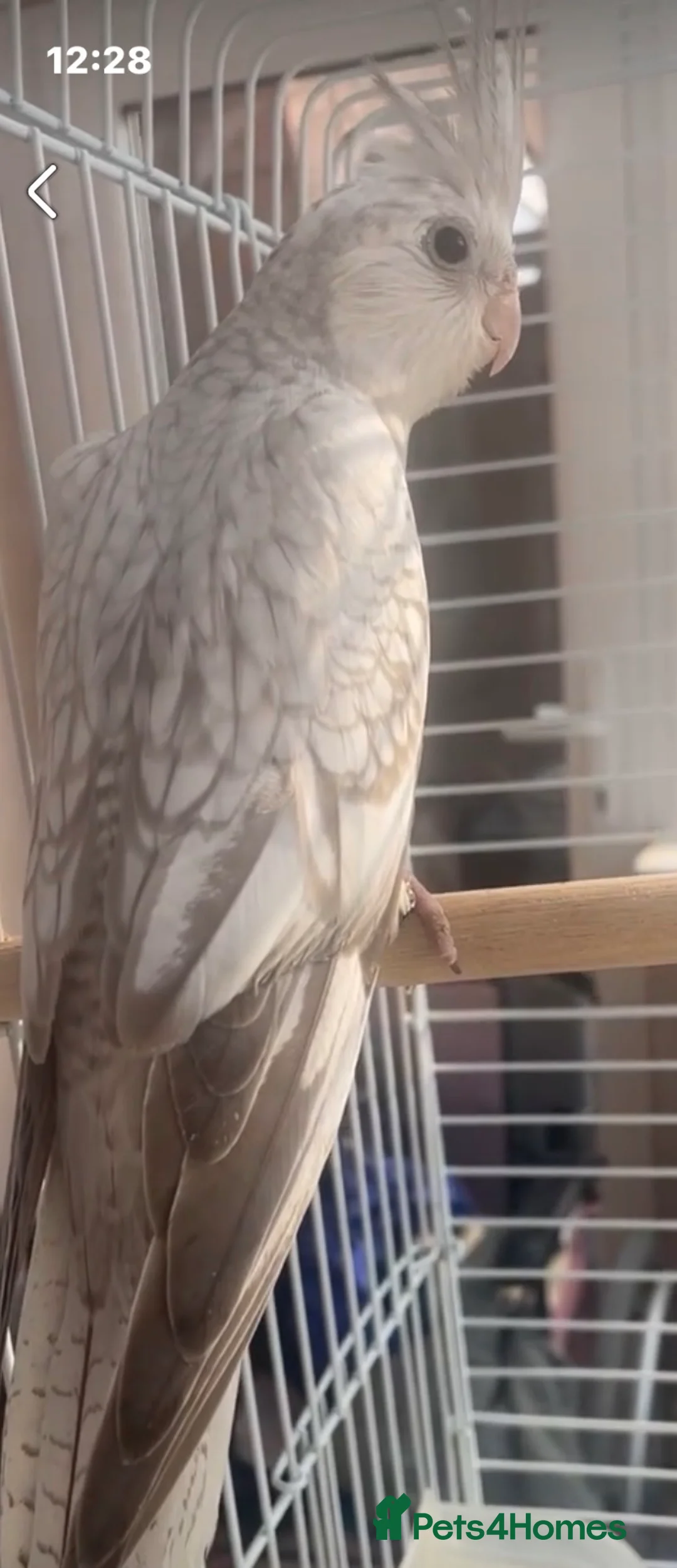Cockatiels birds for sale: Silvercrest Cockatiels’s  in Doncaster - Advert 2