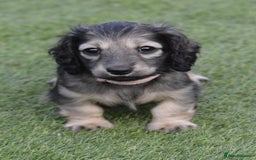 Miniature Dachshund dogs for sale: Reduced, mini L/H £1300 - Image 12