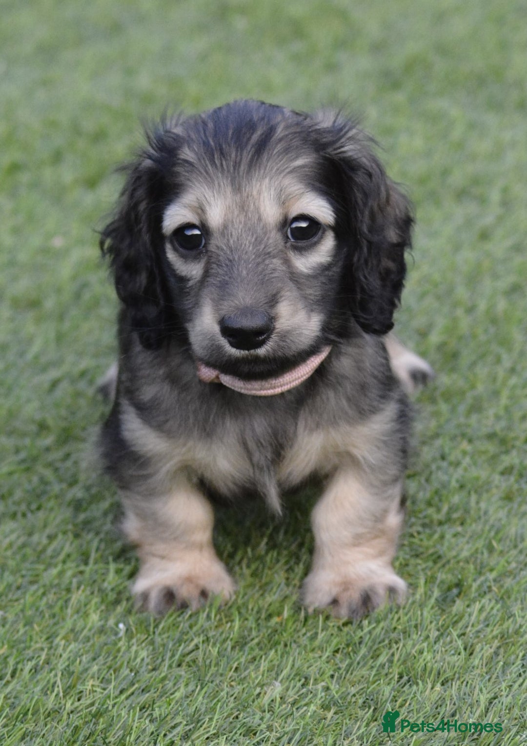 Miniature Dachshund dogs for sale: Reduced, mini L/H £1300 - Image 12
