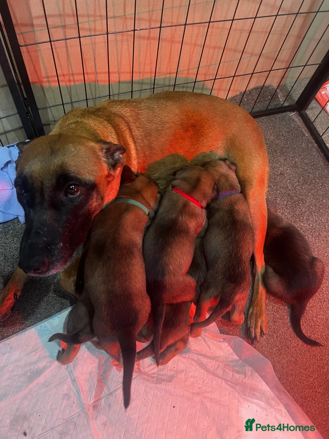 Belgian Shepherd Dog dogs for sale: Belgium Malinios Pups for sale  - Advert 1