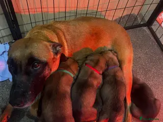 Belgian Shepherd Dog dogs Belgium Malinios Pups for sale - Advert 4