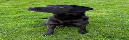 Labrador Retriever dogs for sale: Gorgeous Black Labs KC Registered Outstanding Hips - Advert 10