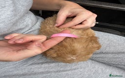 Cockapoo dogs for sale: Cockerpoo Puppies - Image 32