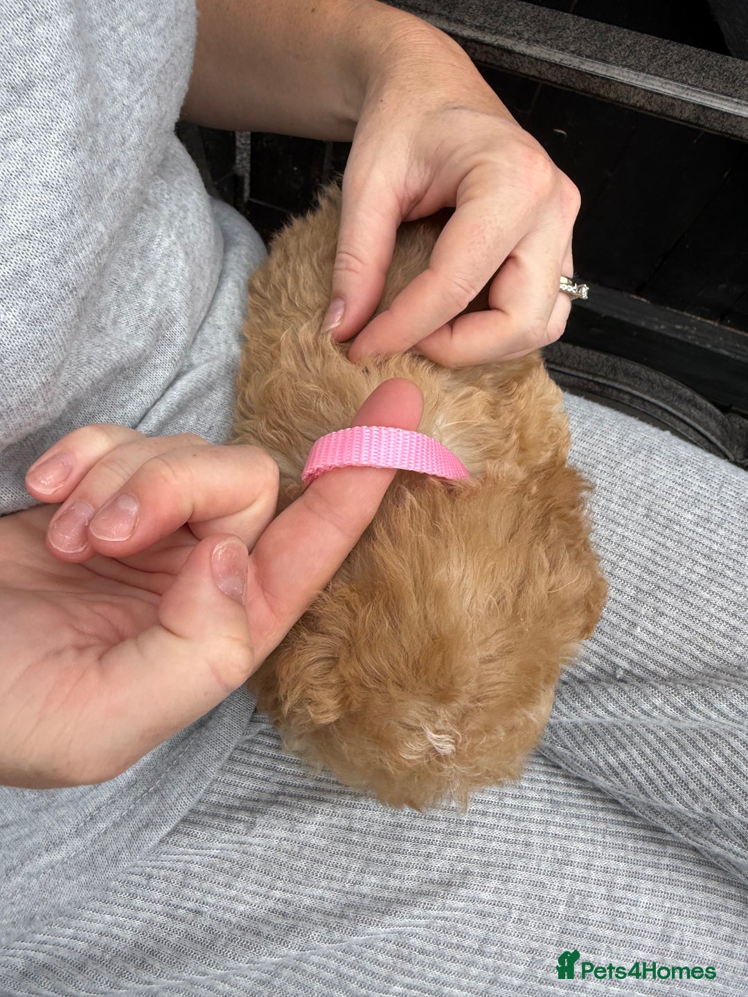 Cockapoo dogs for sale: Cockerpoo Puppies - Image 32
