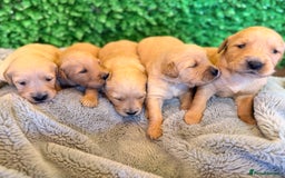 Goldador dogs for sale: 🐾Gorgeous Puppies-Family Raised with Love&Care🐾 - Image 12