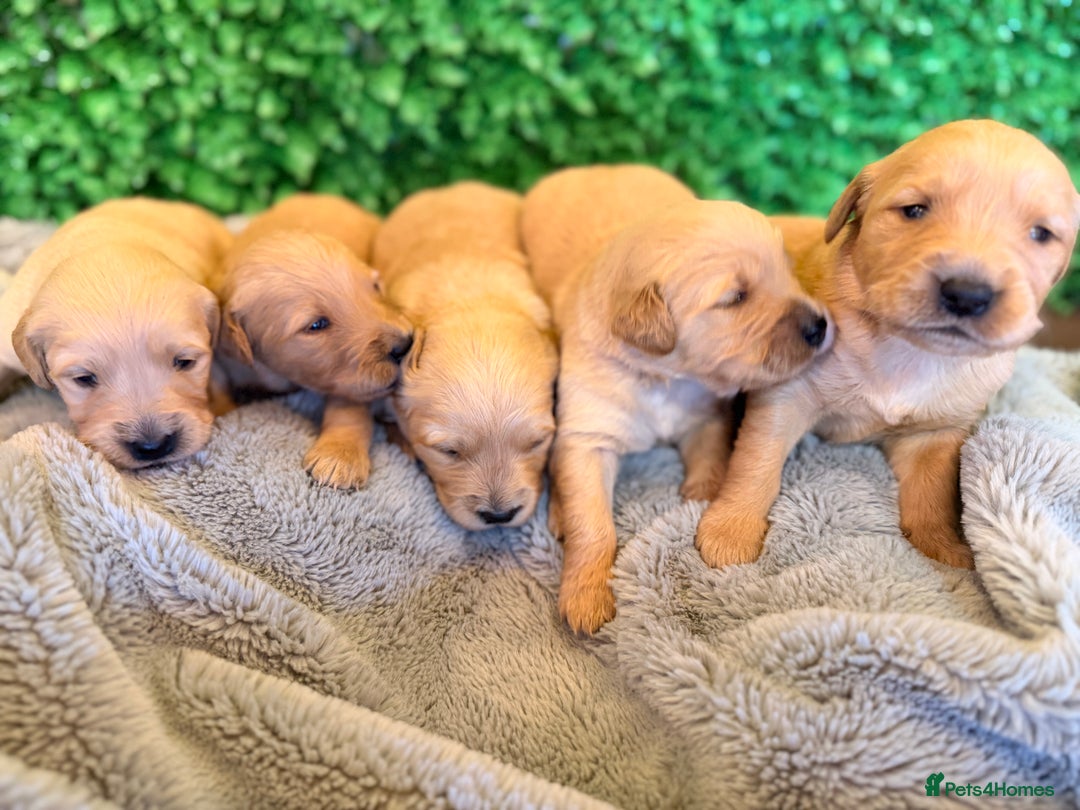 Goldador dogs for sale: 🐾Gorgeous Puppies-Family Raised with Love&Care🐾 - Image 12