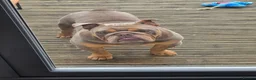 English Bulldog dogs for sale: British Bulldog for sale - Advert 5