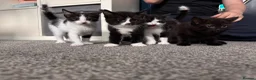 Mixed Breed cats for sale: 4 male kittens  - Advert 2