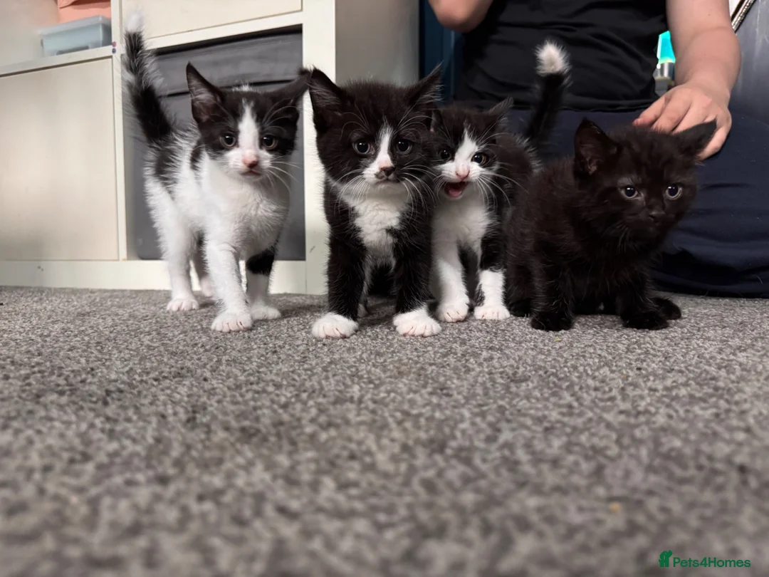 Mixed Breed cats for sale: 4 male kittens  - Advert 2