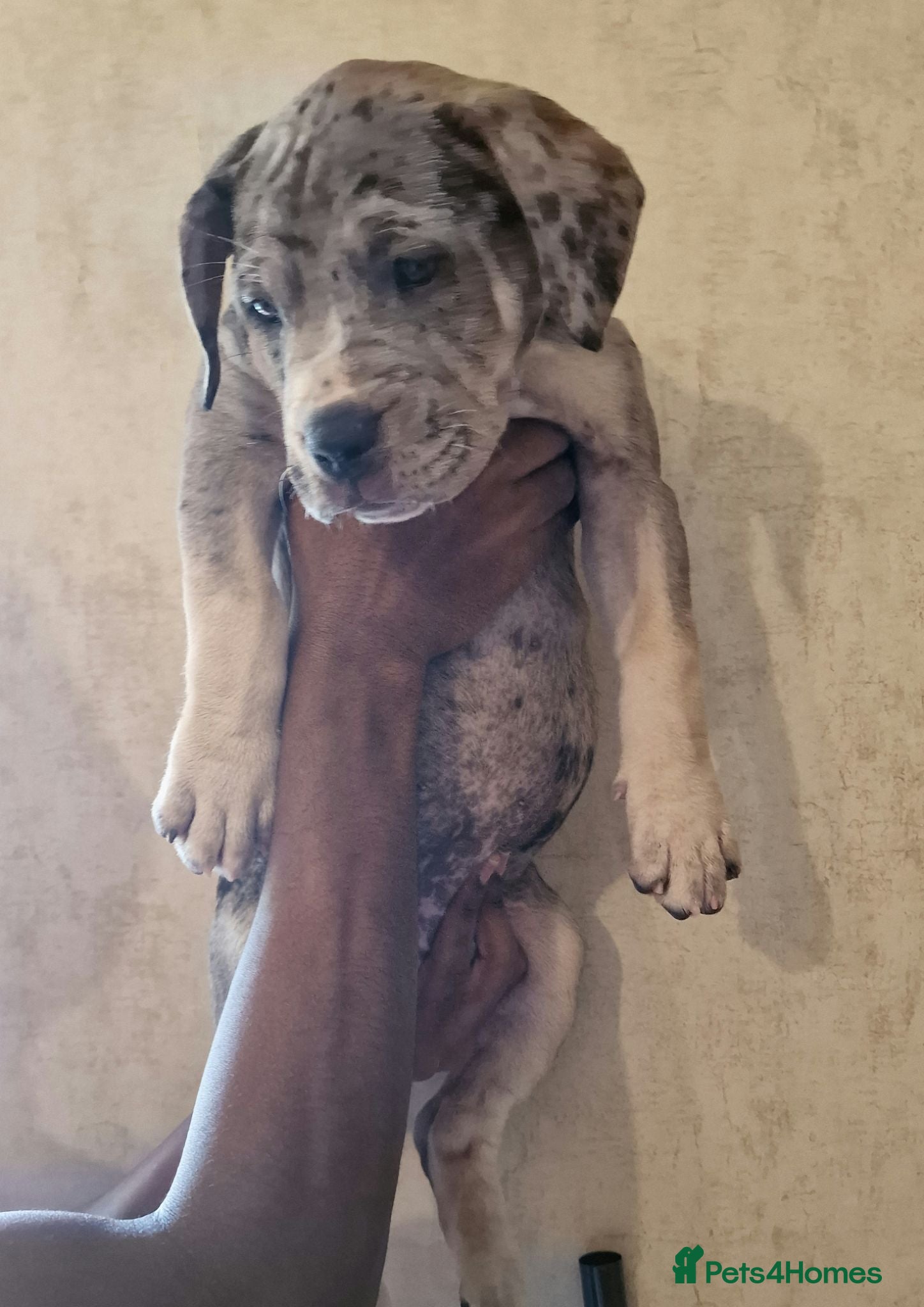 Mixed Breed dogs Mastiff puppies 2 AVAILABLE  - Advert 6