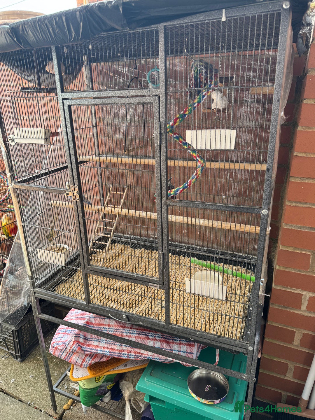 Budgerigars birds for sale: Budgie - Image 3