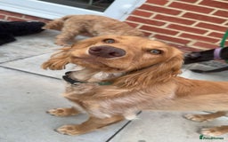 Cocker Spaniel dogs for stud: Jackson - Cocker spaniel stud  - Image 2
