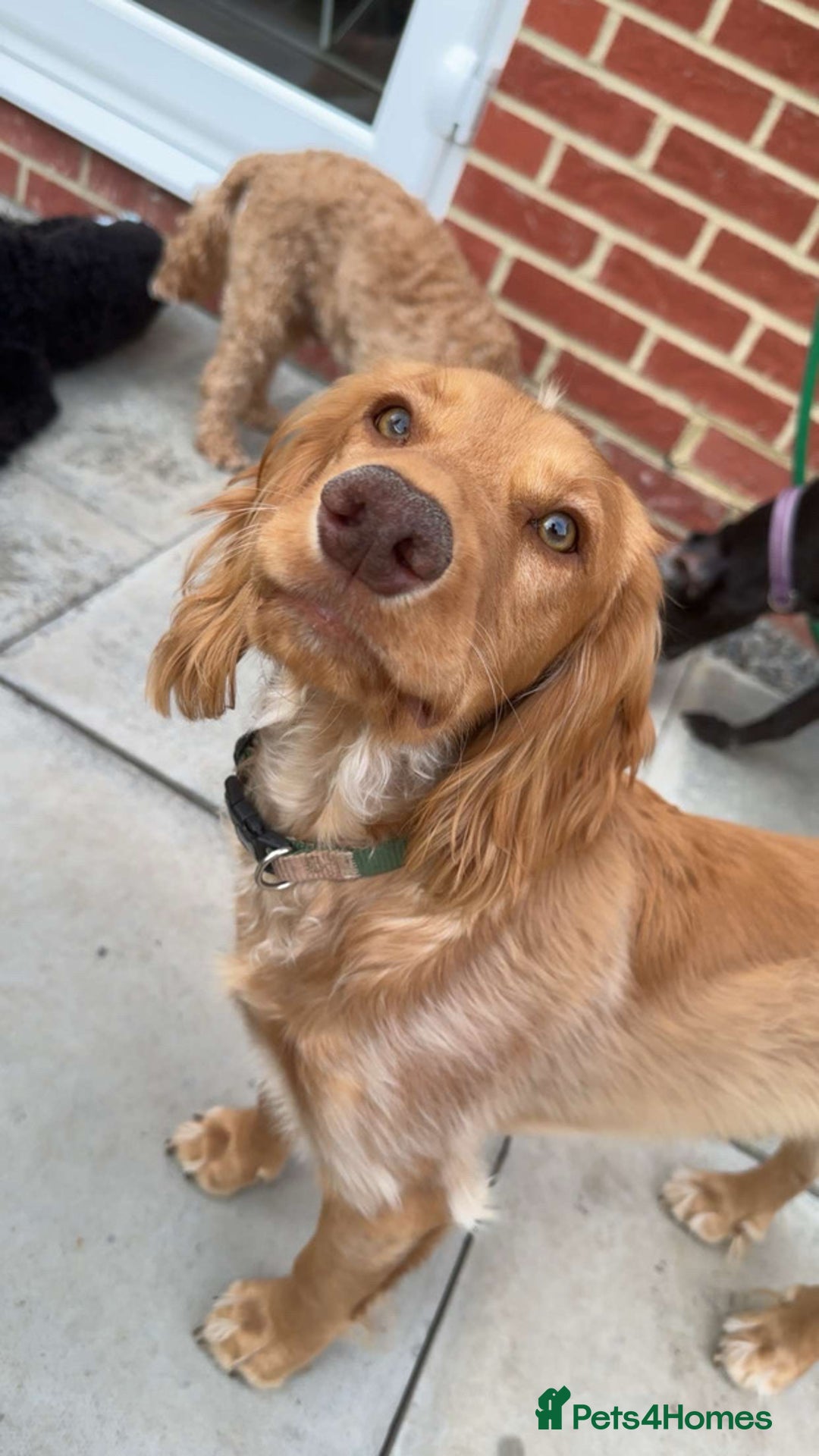 Cocker Spaniel dogs for stud: Jackson - Cocker spaniel stud  - Image 2