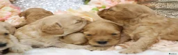 Cavapoo dogs for sale: *Health tested* F1 Cavapoos in Wisbech - Advert 4