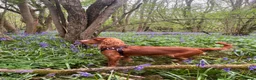 Cocker Spaniel dogs for sale: Show type cocker spaniel  - Advert 3