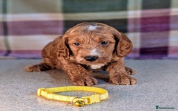 Cockapoo dogs for sale: F1B Cockapoo Puppies Ready for Their Forever Home. - Image 5