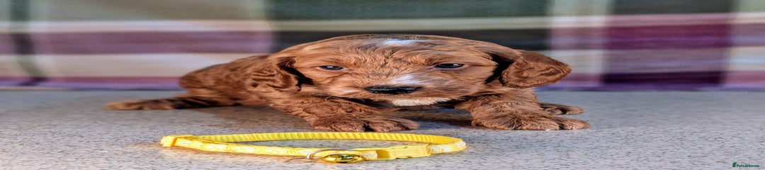 Cockapoo Puppy 7 Yellow collar