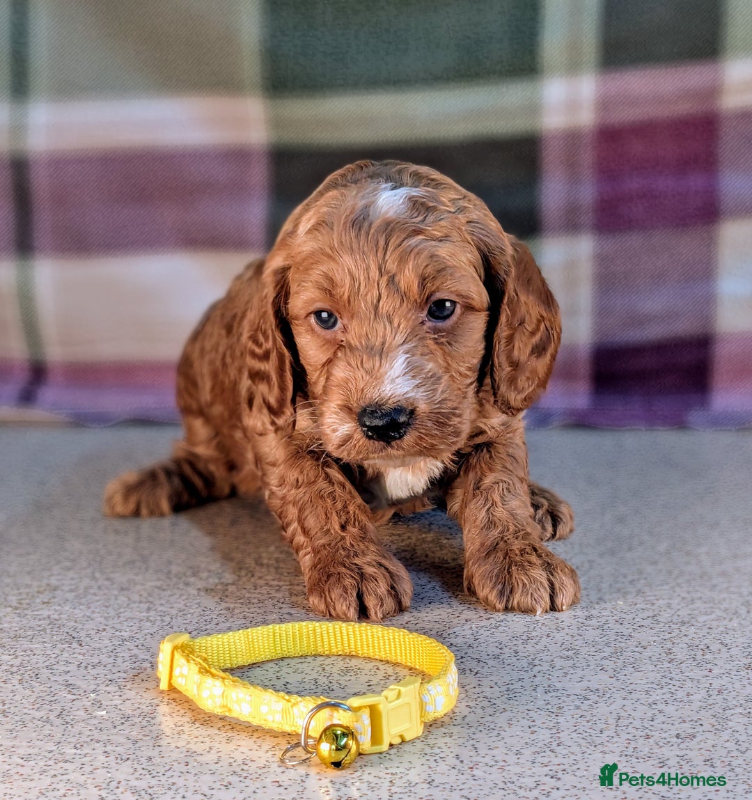 Cockapoo dogs for sale: F1B Cockapoo Puppies Ready for Their Forever Home. - Image 5