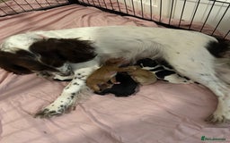 Sprocker dogs for sale: 5 beautiful little sprockers - Image 6