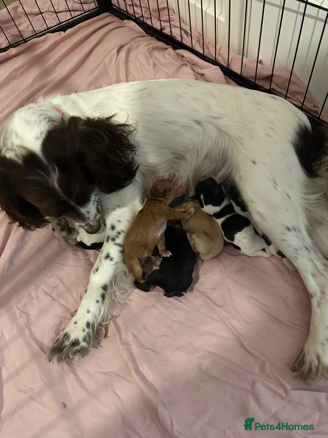 Sprocker dogs for sale: 5 beautiful little sprockers - Image 6