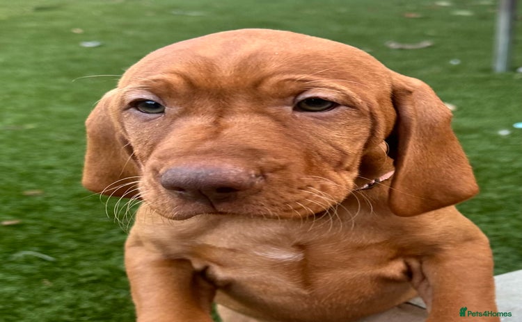 Hungarian Vizsla dogs - Advert 7