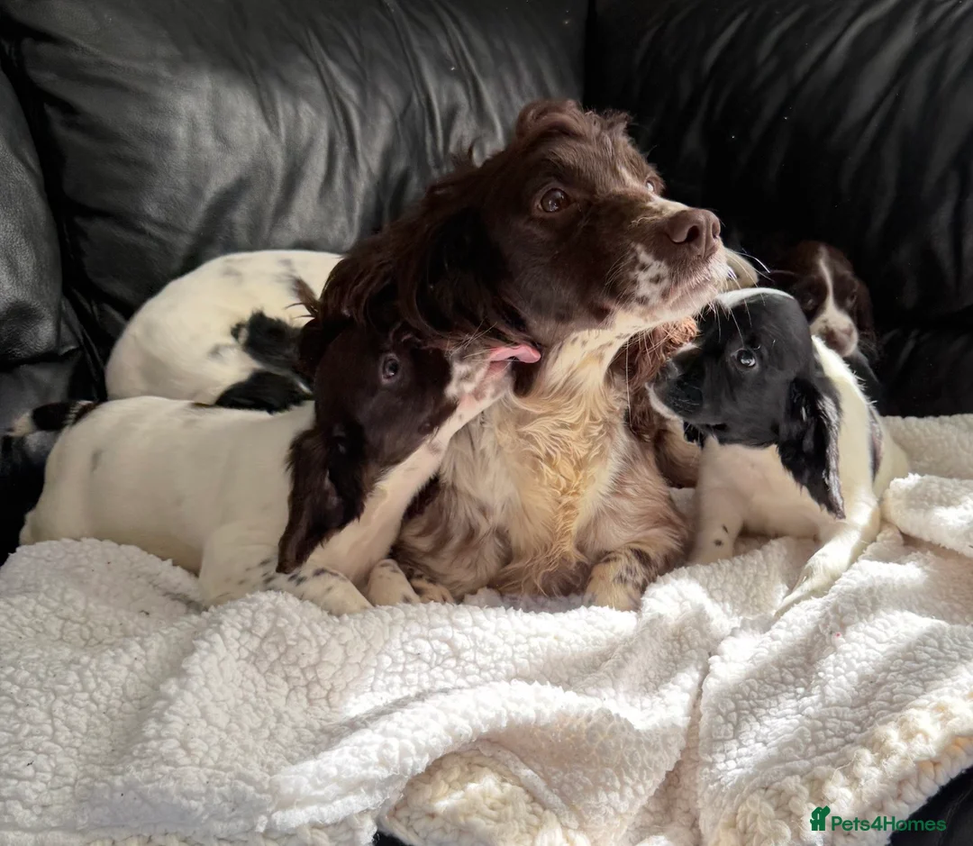 English Springer Spaniel dogs for sale: KC registered spring spaniel pups ready now in York - Advert 2