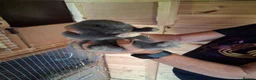 Mini Lop rabbits for sale: Beautiful min lop bunnies  - Advert 14