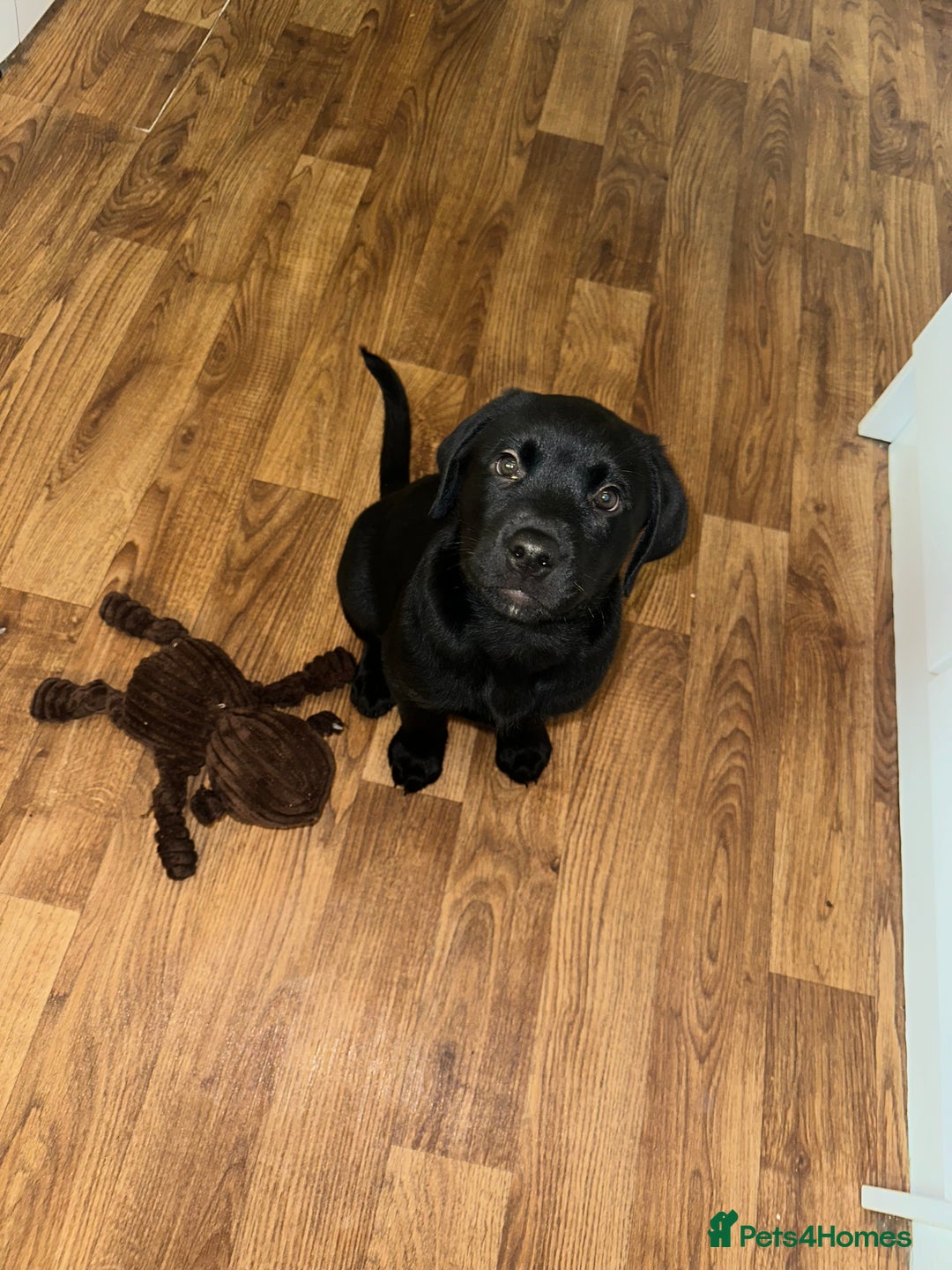 Mixed Breed dogs for sale: Rotator puppy male  - Image 4