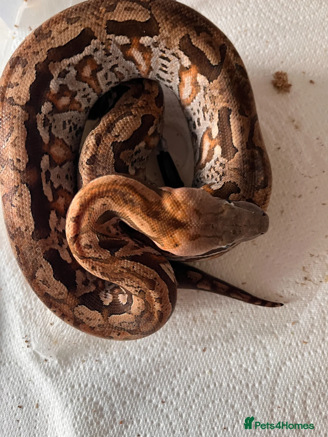 Boa Snake reptiles for sale: Madagascar ground boas babies in Camberley - Advert 1